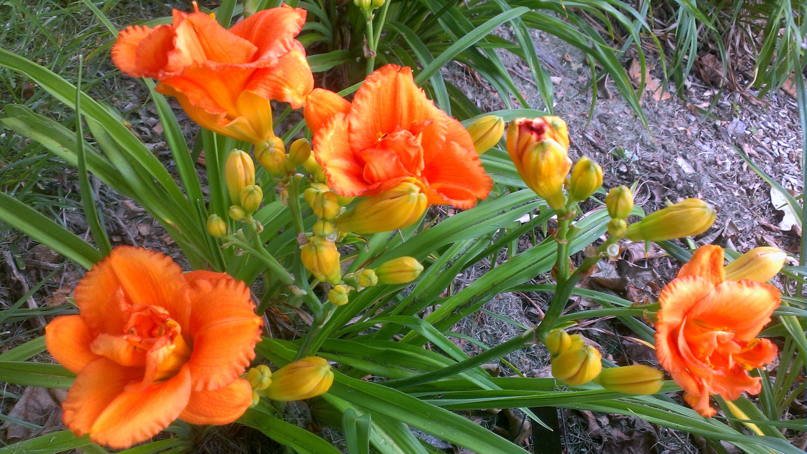 Beautiful double orange Daylily